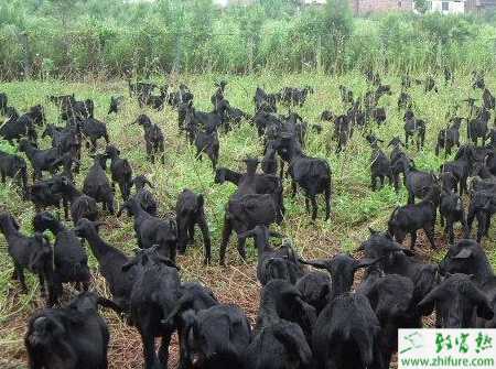 養(yǎng)殖黑山羊的羊圈要求有哪些？羊舍有哪些樣式？