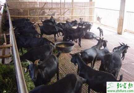 黑山羊養殖場怎么建設？流程和要求有哪些？