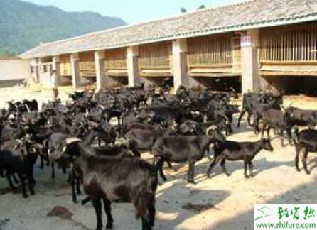 黑山羊圈養怎么養？有哪些需要注意的？