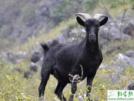 冬天怎樣養黑山羊？需要注意哪些？