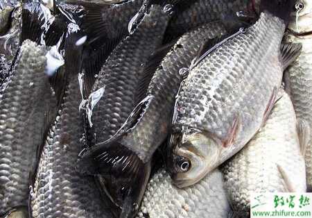 養(yǎng)鯽魚的市場(chǎng)前景