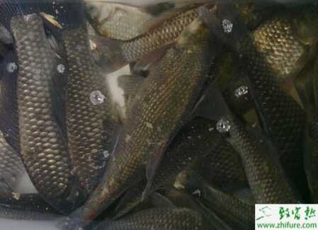 養(yǎng)鯽魚賺錢嗎？