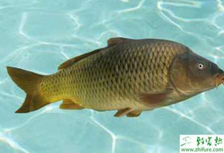 養(yǎng)鯽魚的利潤