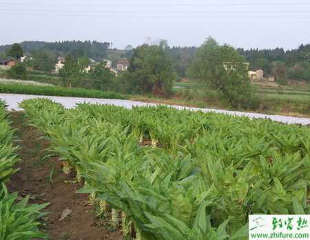 萵筍的秋季栽培管理技術