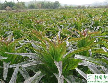 萵筍菌核病的綜合防治技術