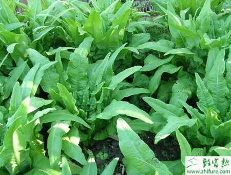 萵筍春季規范化高產栽培技術