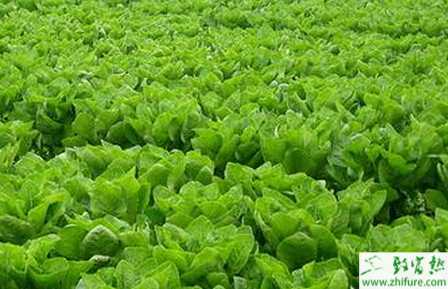 萵筍高溫時節的催芽方法