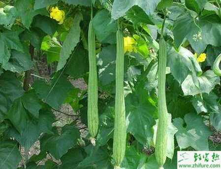 絲瓜霜霉病如何防治