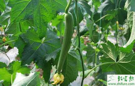 絲瓜大棚如何管理能高產