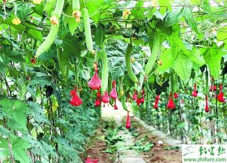 絲瓜爛花原因及應(yīng)對(duì)方法