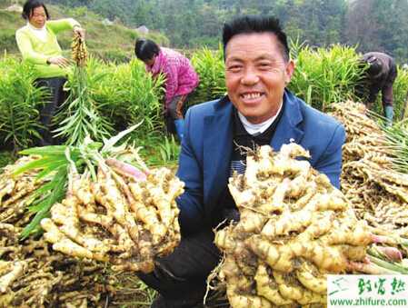 生姜怎么栽培可高產