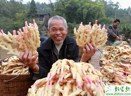 生姜貯藏和保鮮