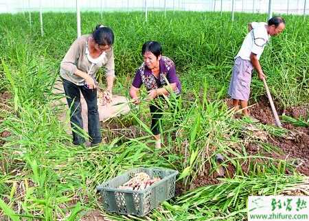 生姜的科學施肥技術