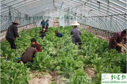 萵筍大棚春季栽培技術
