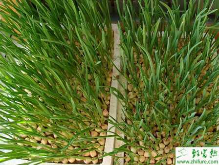 蒜苗大棚架床栽培管理