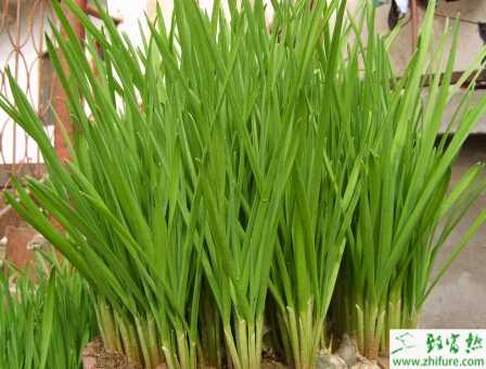 蒜苗規(guī)范化栽培技術(shù)要點