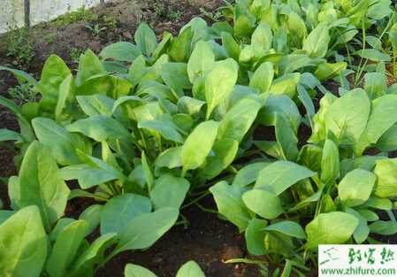 菠菜霜霉病的綜合防治