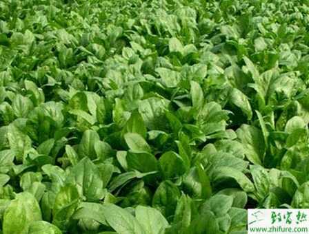 菠菜秋季栽培要點