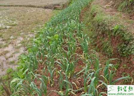 蒜苗溫室怎么栽培