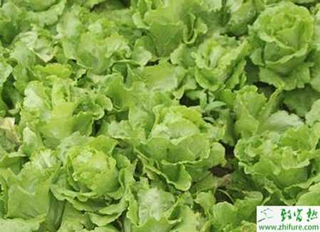 生菜夏季栽培技術(shù)
