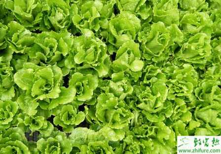 生菜水培怎么管理