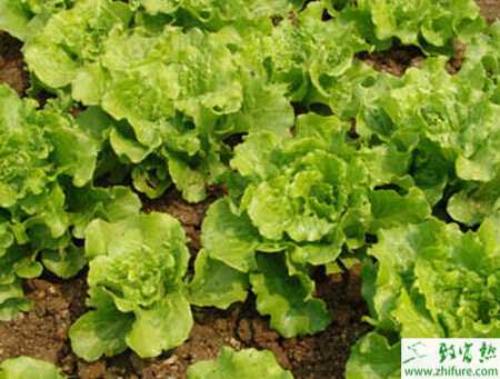 生菜軟腐病的原理及防治