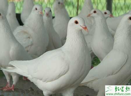 籠養肉鴿保健砂配方有哪些？籠養肉鴿的常見疾病怎么防治？