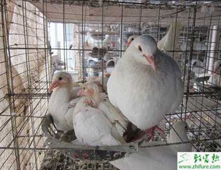 養肉鴿掙錢嗎？養肉鴿前景怎么樣？