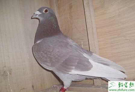 養(yǎng)信鴿賺錢嗎？怎樣養(yǎng)信鴿子？