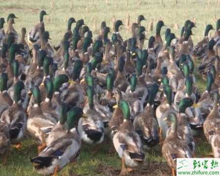 養(yǎng)野鴨賺錢嗎？養(yǎng)野鴨利潤(rùn)怎樣？