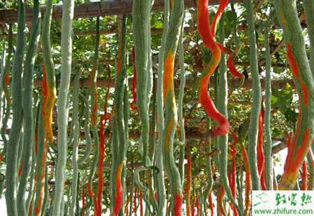 蛇瓜怎么栽培能高產