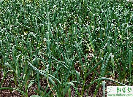 大蒜大蒜葉枯病的綜合防治