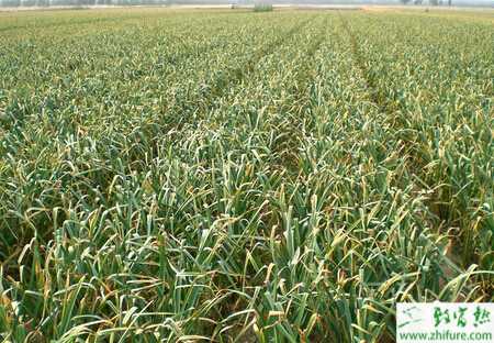 大蒜散頭的應(yīng)對(duì)措施