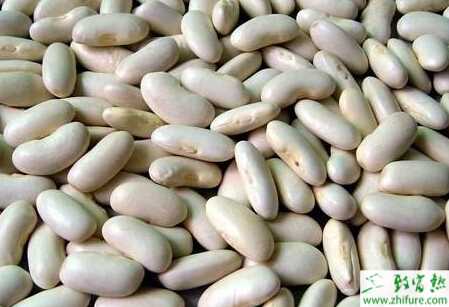 蕓豆早春拱棚栽培技術