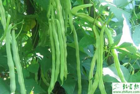 蕓豆的白粉病的癥狀及防治