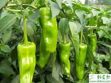青椒露地栽培如何施肥