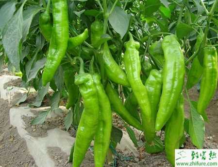 青椒大棚的栽培管理技術
