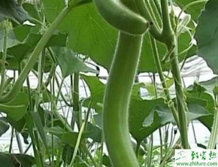 瓠子春秋大田栽培管理技術