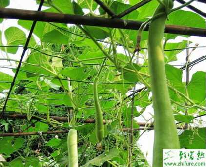 瓠子大棚栽培子葉炭疽病的防治