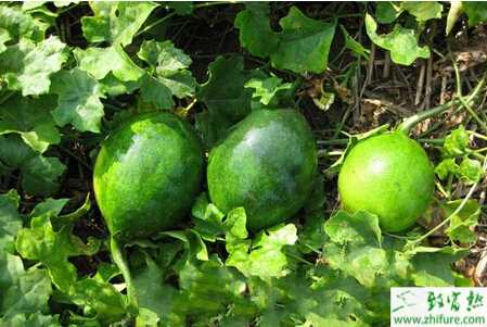 瓜蔞的規范化栽培技術