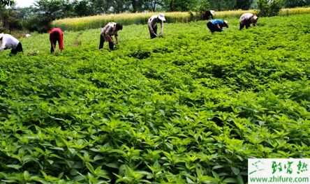 大公司帶小農(nóng)戶為什么也賺不了錢?