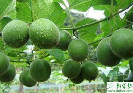 瓜蔞細菌性角斑病的綜合防治