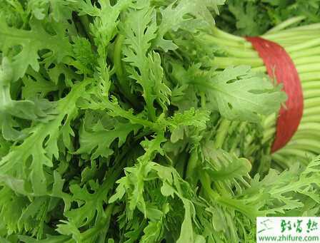 茼蒿規(guī)范化栽培技術(shù)