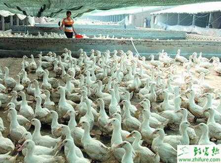 養肉鴨好還是蛋鴨好？怎樣養肉鴨？