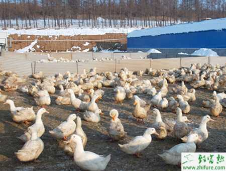 養肉鴨掙錢嗎？養肉鴨有什么風險？