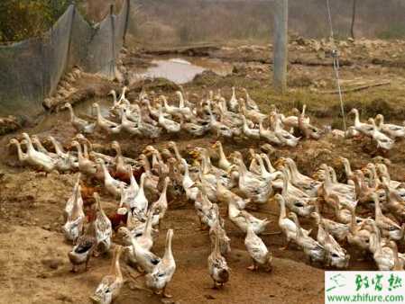 冬天能養肉鴨嗎？冬天怎樣養肉鴨？