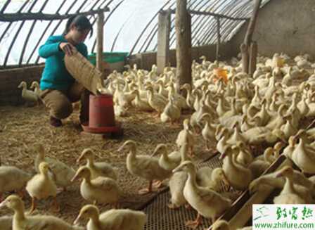 養肉鴨子怎么建大棚？大棚養肉鴨子的技術