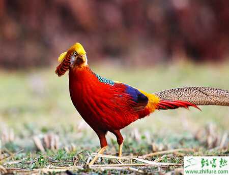 錦雞好養嗎?養錦雞要辦什么證?