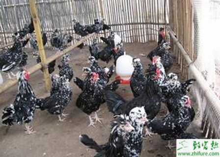 養(yǎng)貴妃雞賺錢(qián)嗎？怎樣養(yǎng)貴妃雞？