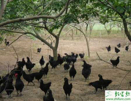 養(yǎng)烏雞賺錢嗎？怎樣養(yǎng)烏雞？